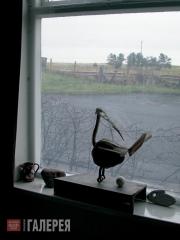 Through the Old Chapel Window