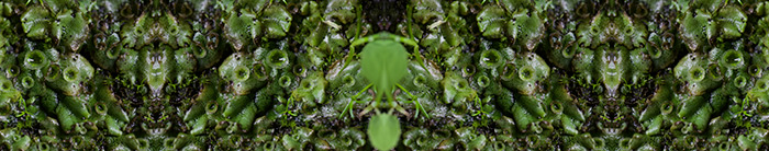 Анастасия Потемкина, Marchantia polymorpha, 2019